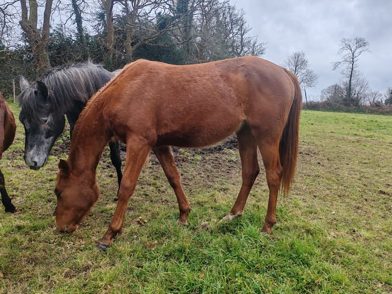 Arabian Partbred Mare 2 years Chestnut-Red in Saint yvi