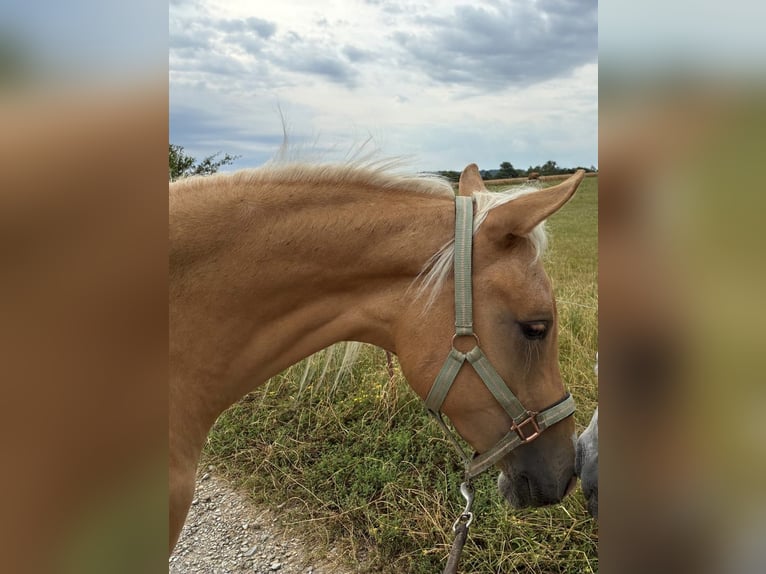 Arabian Partbred Mare 2 years Palomino in Jena