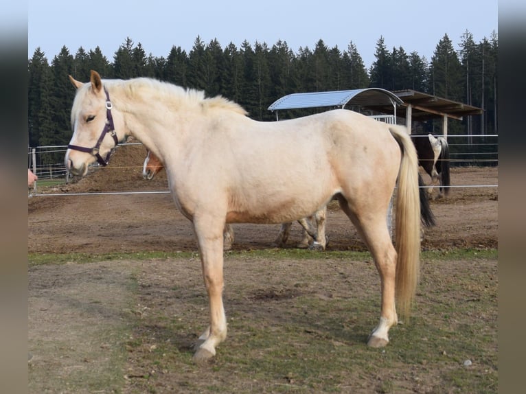 Arabian Partbred Mare 3 years 14.2 hh Palomino in Isny im Allgäu