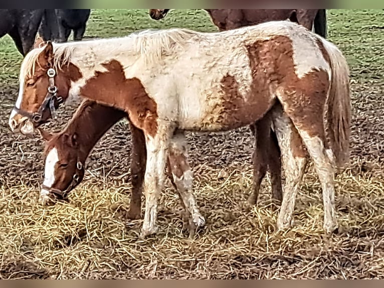 Arabian Partbred Mare 3 years 15,1 hh Pinto in Bretten