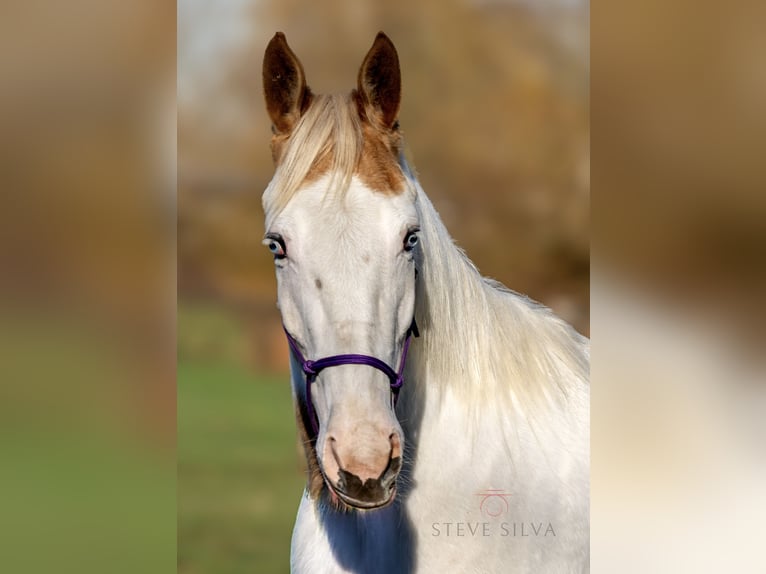 Arabian Partbred Mare 3 years 15.1 hh Pinto in Oud Gastel