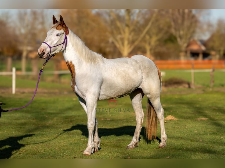 Arabian Partbred Mare 3 years 15.1 hh Pinto in Oud Gastel