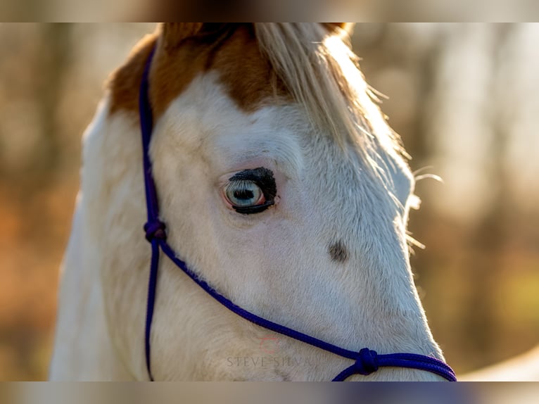 Arabian Partbred Mare 3 years 15.1 hh Pinto in Oud Gastel