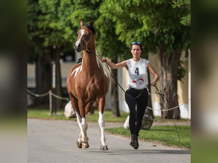 Arabian Partbred Mare 3 years 15,1 hh Tobiano-all-colors in Kleblach-Lind