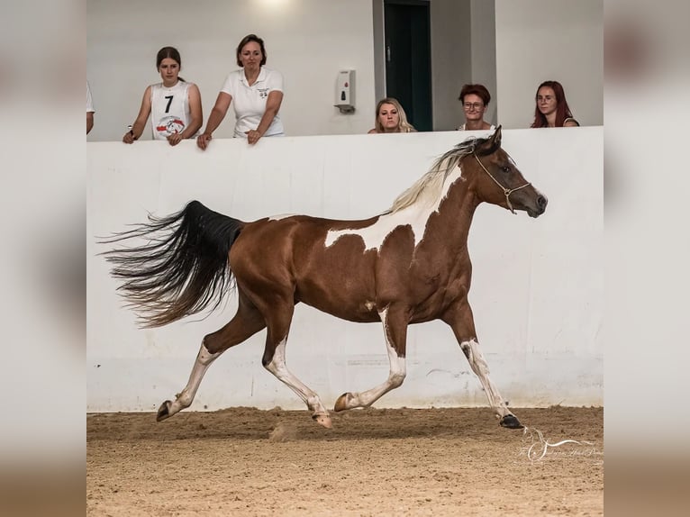 Arabian Partbred Mare 3 years 15,1 hh Tobiano-all-colors in Kleblach-Lind