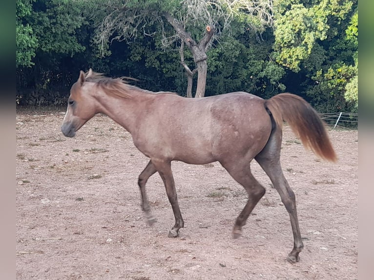 Arabian Partbred Mare 3 years 15 hh Gray-Red-Tan in Arta