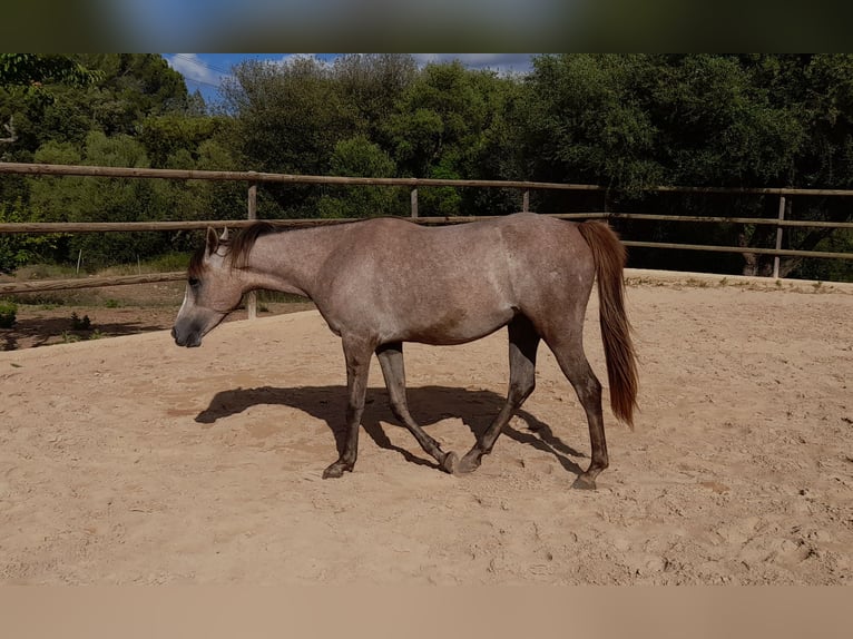 Arabian Partbred Mare 3 years 15 hh Gray-Red-Tan in Arta