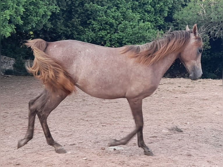 Arabian Partbred Mare 3 years 15 hh Gray-Red-Tan in Arta