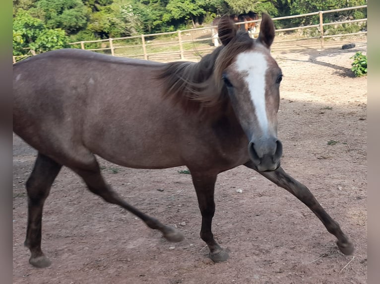 Arabian Partbred Mare 3 years 15 hh Gray-Red-Tan in Arta