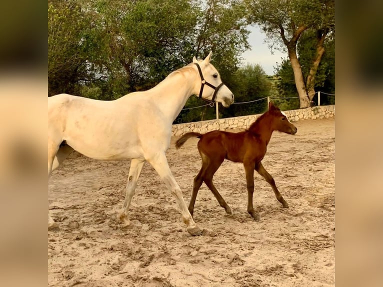 Arabian Partbred Mare 3 years 15 hh Gray-Red-Tan in Arta