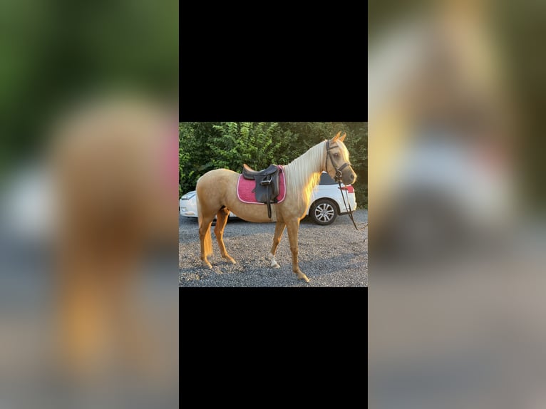 Arabian Partbred Mare 4 years 13,2 hh Palomino in Wald AR