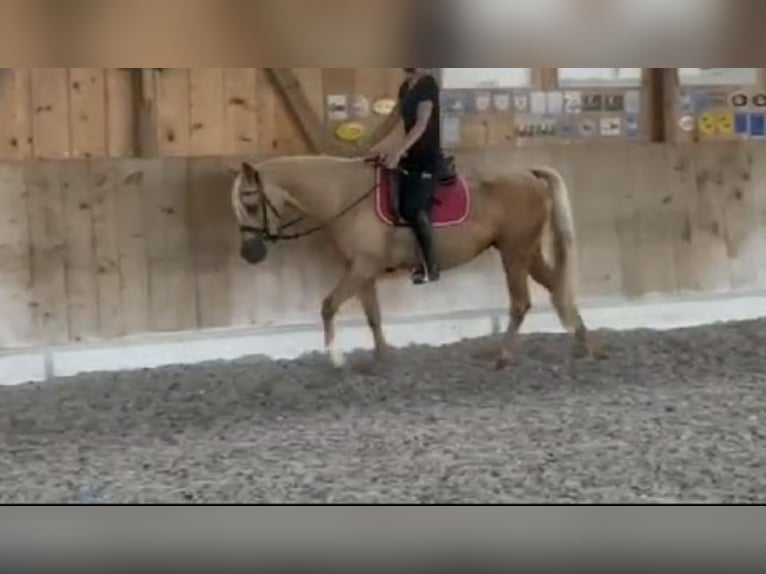 Arabian Partbred Mare 4 years 13,2 hh Palomino in Wald AR