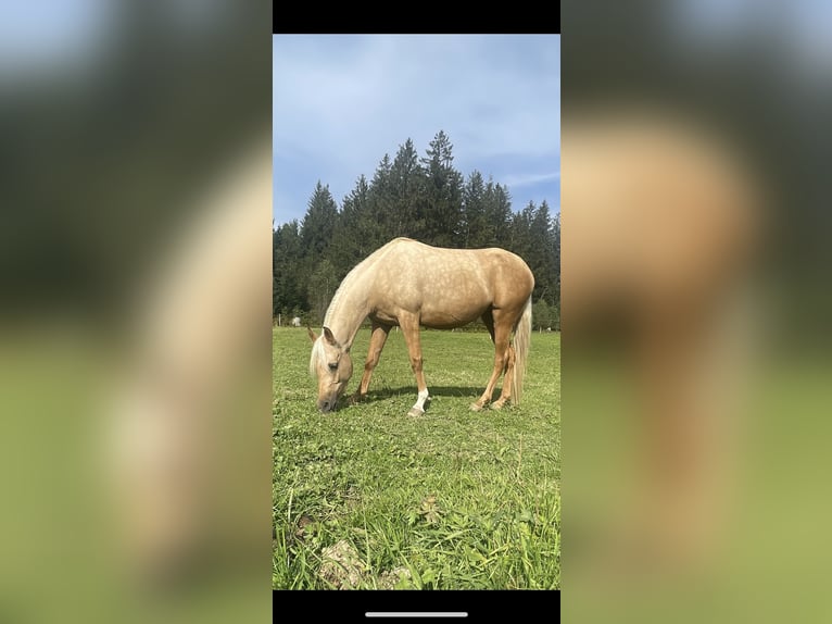 Arabian Partbred Mare 4 years 13,2 hh Palomino in Wald AR