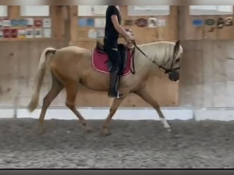 Arabian Partbred Mare 4 years 13,2 hh Palomino in Wald AR