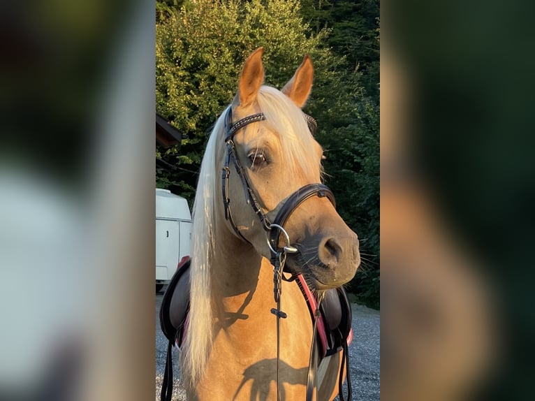 Arabian Partbred Mare 4 years 13,3 hh Palomino in Wald AR