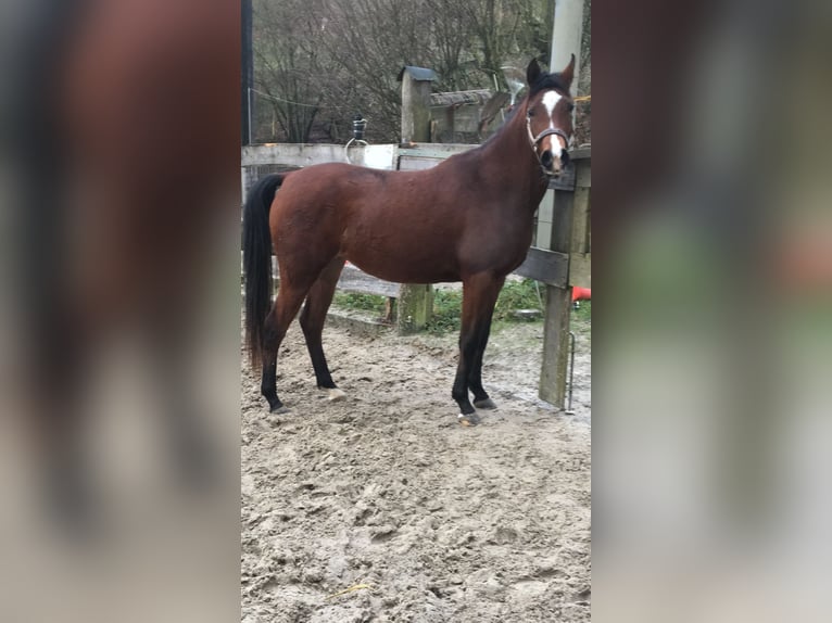 Arabian Partbred Mare 4 years 14,2 hh Brown in Gummersbach