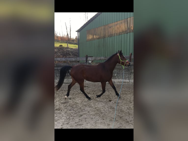 Arabian Partbred Mare 4 years 14,2 hh Brown in Gummersbach