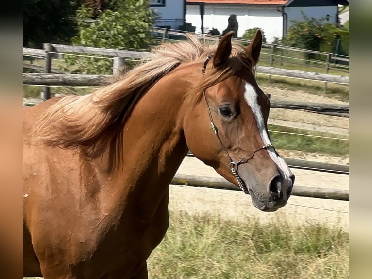 Arabian Partbred Mare 4 years 15.1 hh Chestnut-Red in Tiefenbach