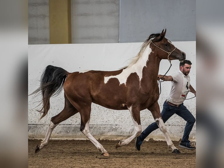 Arabian Partbred Mare 4 years 15,1 hh Tobiano-all-colors in Kleblach-Lind