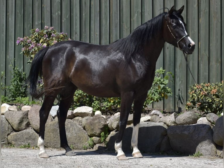 Arabian Partbred Mare 4 years 15,2 hh Smoky-Black in Bad Oldesloe