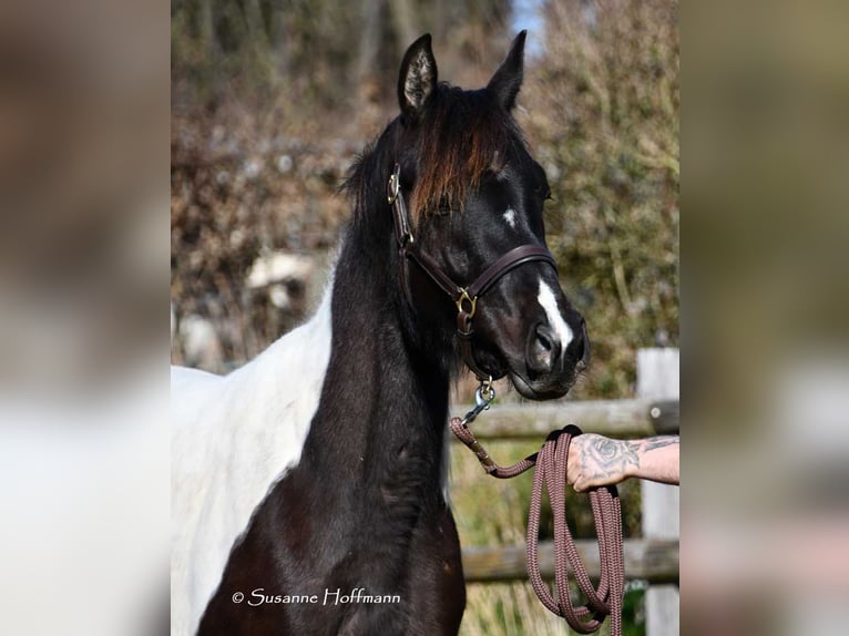 Arabian Partbred Mare 4 years 15.2 hh Tobiano-all-colors in Mörsdorf