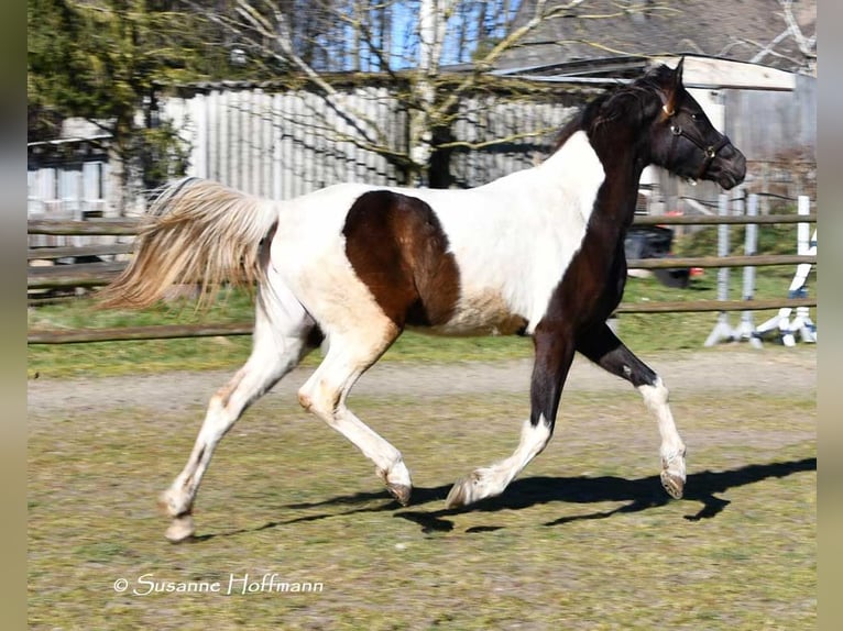Arabian Partbred Mare 4 years 15.2 hh Tobiano-all-colors in Mörsdorf