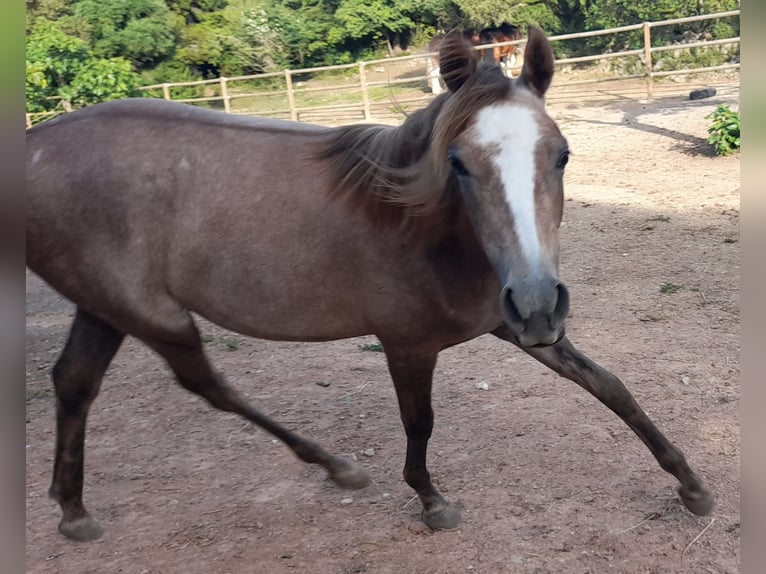Arabian Partbred Mare 4 years 15,1 hh Grey-Red-Tan in Arta