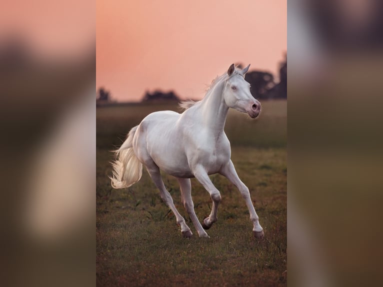 Arabian Partbred Mare 4 years 15,2 hh Cremello in Hagendorn