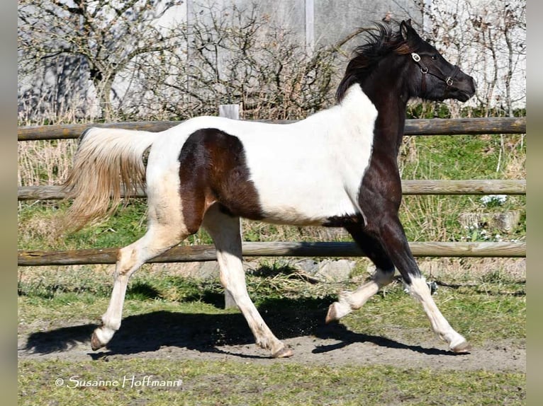 Arabian Partbred Mare 4 years 15,2 hh Tobiano-all-colors in Mörsdorf
