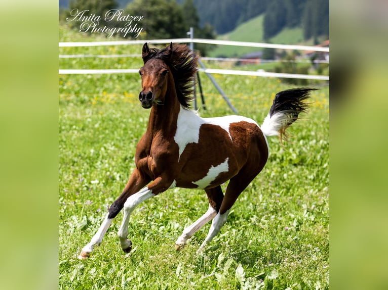 Arabian Partbred Mare 5 years 14,2 hh Tobiano-all-colors in Großvolderberg