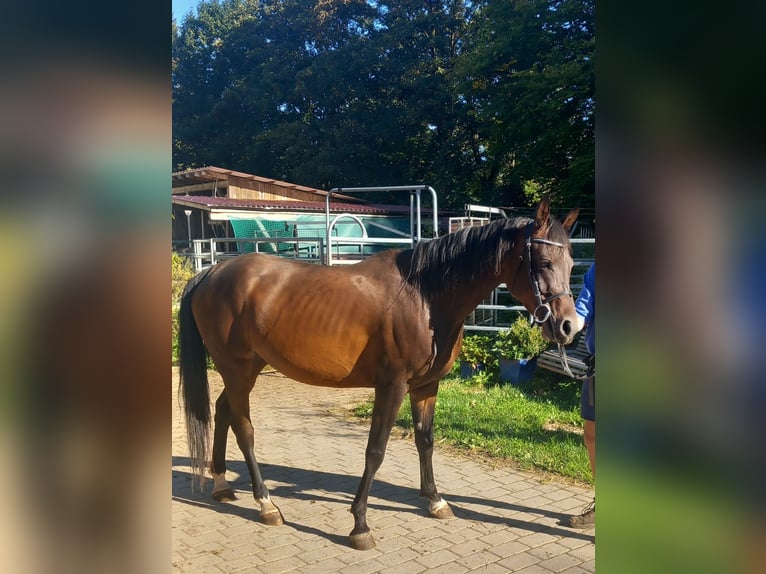 Arabian Partbred Mare 5 years 14,2 hh Brown in Wellendingen