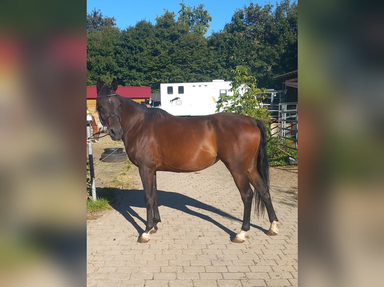 Arabian Partbred Mare 5 years 14,2 hh Brown in Wellendingen
