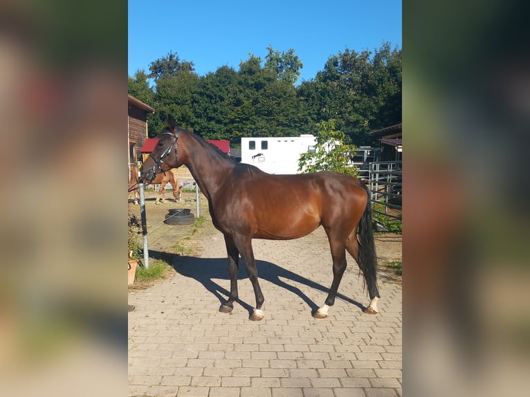 Arabian Partbred Mare 5 years 14,2 hh Brown in Wellendingen
