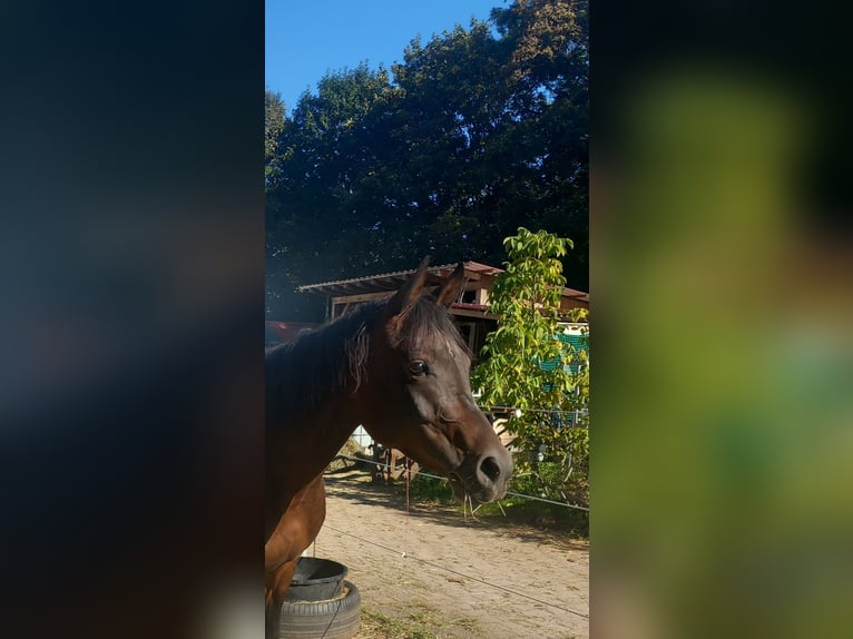 Arabian Partbred Mare 5 years 14,2 hh Brown in Wellendingen