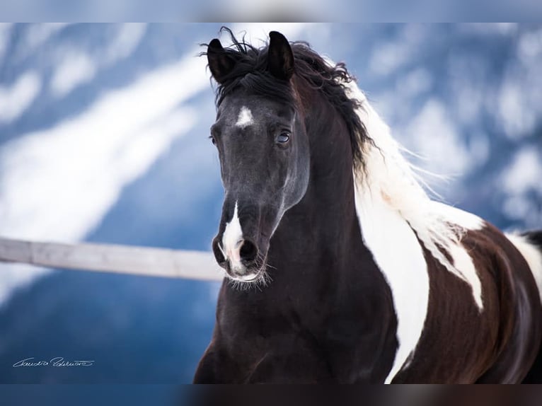 Arabian Partbred Mare 5 years 14,2 hh Tobiano-all-colors in Gro&#xDF;volderberg