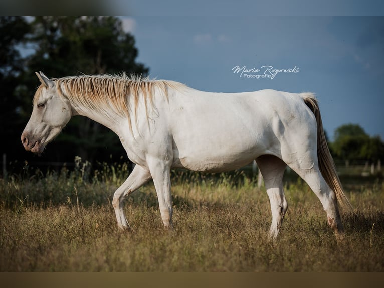 Arabian Partbred Mare 5 years 14,3 hh Champagne in Beaumont-Pied-de-Buf