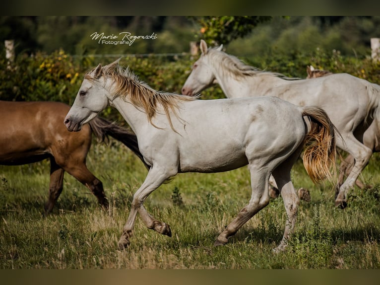 Arabian Partbred Mare 5 years 14,3 hh Champagne in Beaumont-Pied-de-Buf