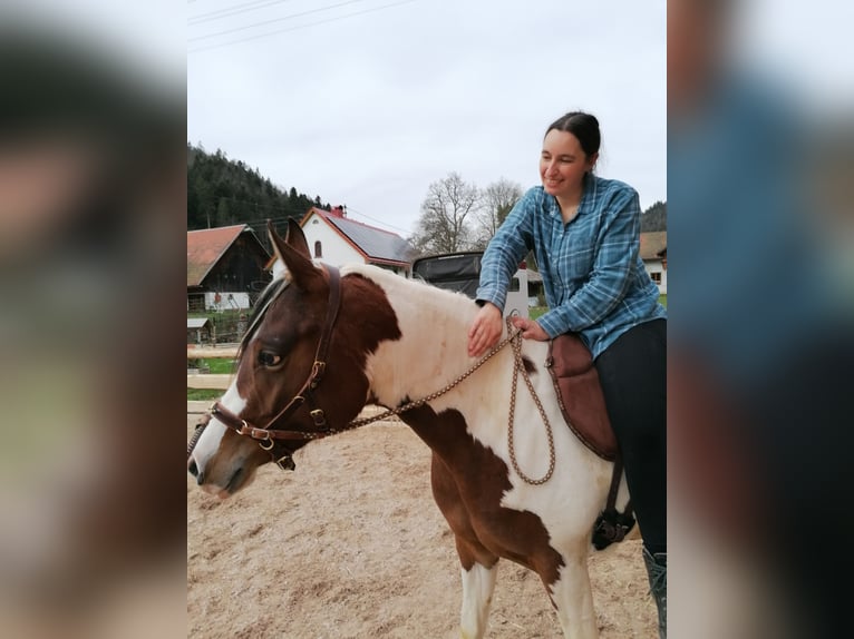 Arabian Partbred Mare 5 years 15,1 hh Pinto in St. Blasien