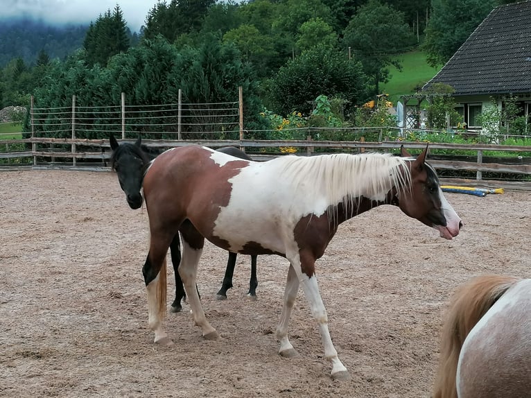 Arabian Partbred Mare 5 years 15,1 hh Pinto in St. Blasien