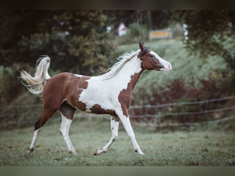 Arabian Partbred Mare 5 years 15,1 hh Pinto in St. Blasien