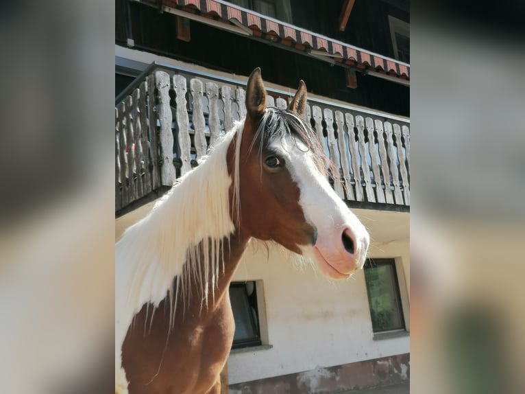 Arabian Partbred Mare 5 years 15,1 hh Pinto in St. Blasien
