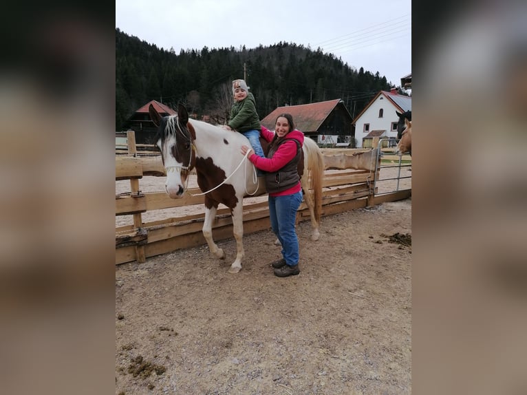 Arabian Partbred Mare 5 years 15,1 hh Pinto in St. Blasien