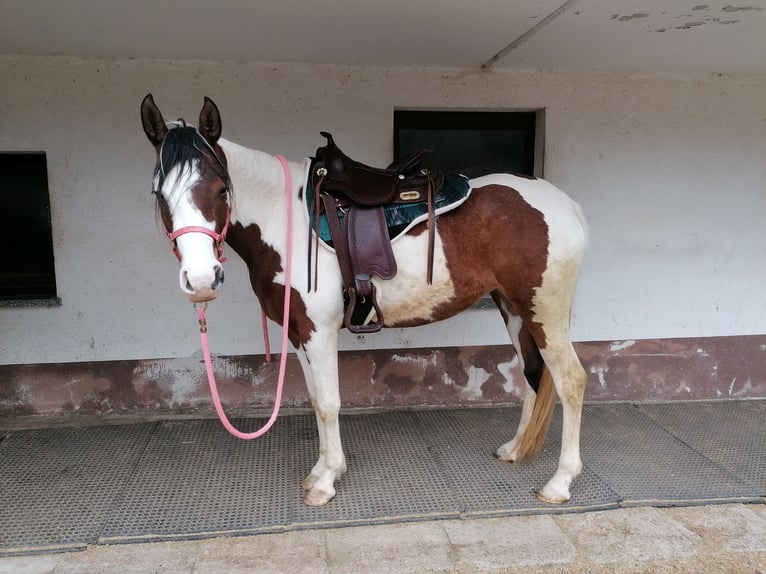 Arabian Partbred Mare 5 years 15,1 hh Pinto in St. Blasien