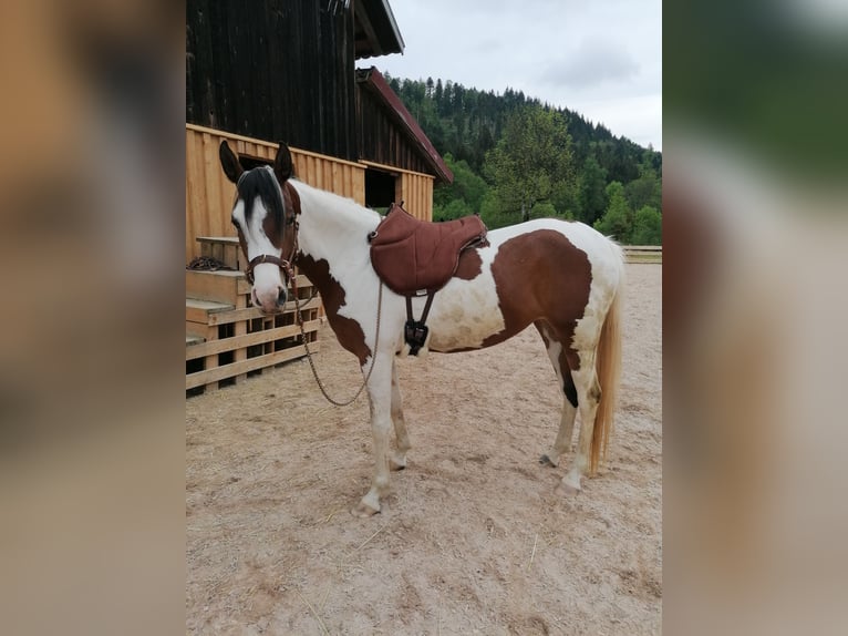 Arabian Partbred Mare 5 years 15,1 hh Pinto in St. Blasien