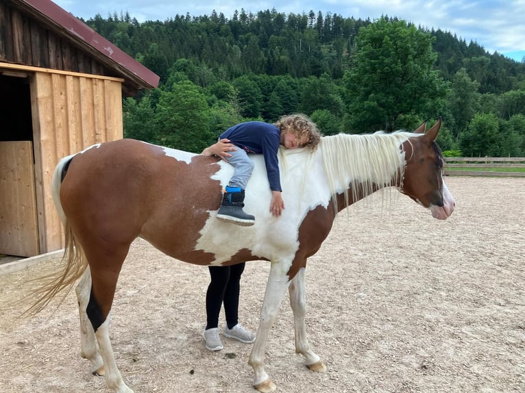 Arabian Partbred Mare 5 years 15,1 hh Pinto in St. Blasien