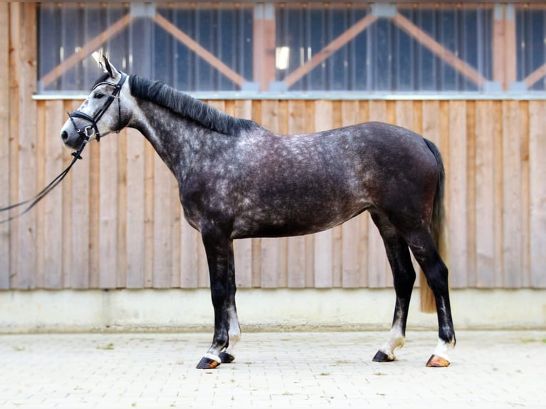 Arabian Partbred Mare 5 years 16,2 hh Gray-Dapple in Kaufbeuren