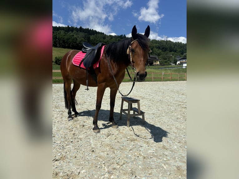 Arabian Partbred Mare 6 years 14,2 hh in Wolfsberg