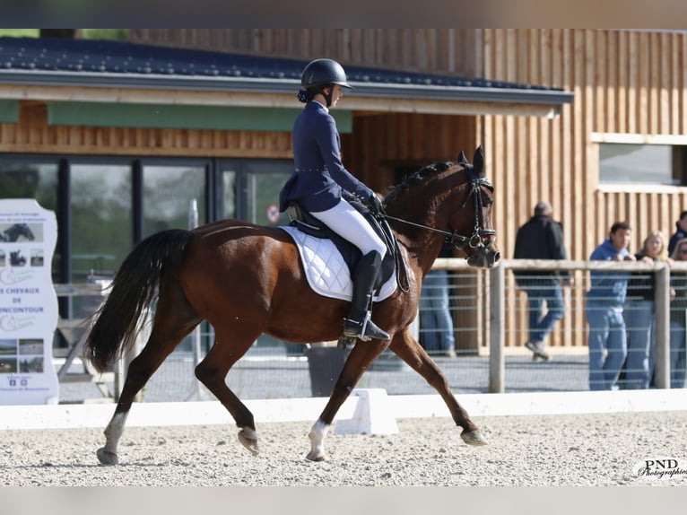 Arabian Partbred Mare 6 years 14 hh Brown in Poitiers