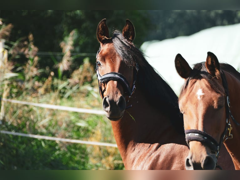 Arabian Partbred Mare 6 years 15,1 hh Brown in Waren