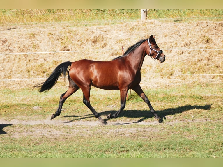 Arabian Partbred Mare 6 years 15,1 hh Brown in Waren